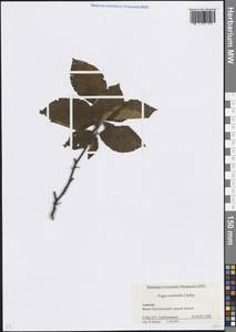 Fagus orientalis Lipsky, Caucasus, Krasnodar Krai & Adygea (K1a) (Russia)