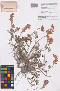 Hedysarum ucrainicum Kaschm., Eastern Europe, Central forest-and-steppe region (E6) (Russia)