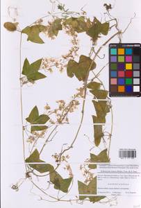 Echinocystis lobata (Michx.) Torr. & A.Gray, Eastern Europe, Moscow region (E4a) (Russia)