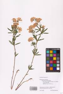 Trifolium lupinaster L., Eastern Europe, Northern region (E1) (Russia)