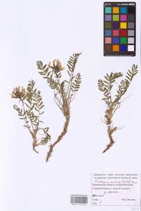 Oxytropis sordida (Willd.) Pers., Eastern Europe, Northern region (E1) (Russia)