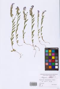 Polygala vulgaris L., Eastern Europe, North-Western region (E2) (Russia)