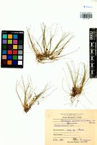 Eleocharis acicularis (L.) Roem. & Schult., Siberia, Baikal & Transbaikal region (S4) (Russia)