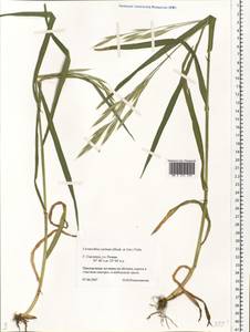 Bromus carinatus Hook. & Arn., Eastern Europe, Western region (E3) (Russia)