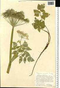 Angelica saxatilis Turcz. ex Ledeb., Siberia, Russian Far East (S6) (Russia)