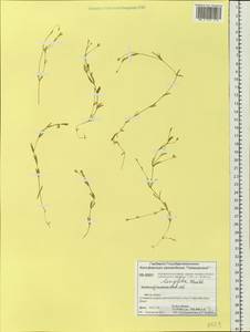 Stellaria longifolia (Regel) Muhl. ex Willd., Siberia, Central Siberia (S3) (Russia)