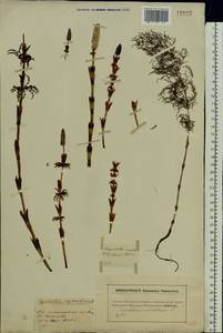 Equisetum sylvaticum L., Eastern Europe, Moscow region (E4a) (Russia)
