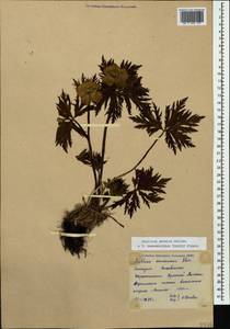 Trollius ranunculinus (Sm.) Stearn, Caucasus, Krasnodar Krai & Adygea (K1a) (Russia)