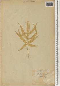 Pteris cretica L., South Asia, South Asia (Asia outside ex-Soviet states and Mongolia) (ASIA) (Japan)