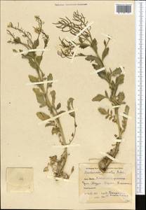 Barbarea vulgaris (L.) W.T. Aiton, Middle Asia, Pamir & Pamiro-Alai (M2) (Kyrgyzstan)