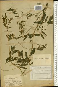 Vicia biennis L., Eastern Europe, Lower Volga region (E9) (Russia)