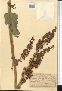Rheum wittrockii Lundstr., Middle Asia, Northern & Central Tian Shan (M4) (Kyrgyzstan)