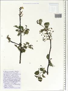 Prunus mahaleb L., Caucasus, Black Sea Shore (from Novorossiysk to Adler) (K3) (Russia)