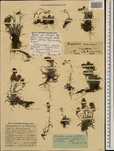 Omalotheca supina (L.) DC., Caucasus, North Ossetia, Ingushetia & Chechnya (K1c) (Russia)