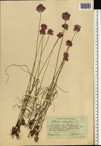 Allium rotundum L., Eastern Europe, North Ukrainian region (E11) (Ukraine)