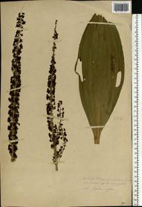 Veratrum nigrum L., Eastern Europe, Central forest-and-steppe region (E6) (Russia)