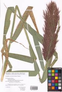 Phragmites australis (Cav.) Trin. ex Steud., Eastern Europe, Central forest-and-steppe region (E6) (Russia)