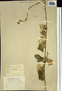 Althaea, Siberia, Western (Kazakhstan) Altai Mountains (S2a) (Kazakhstan)