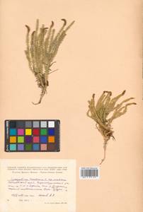 Spinulum annotinum subsp. annotinum, Siberia, Russian Far East (S6) (Russia)