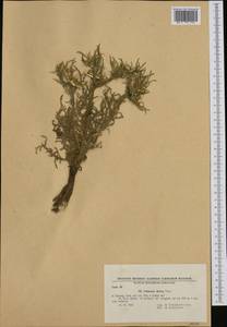 Centaurea iberica Trevis. ex Spreng., Western Europe (EUR) (Bulgaria)