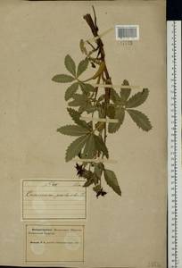 Comarum palustre L., Eastern Europe, Northern region (E1) (Russia)