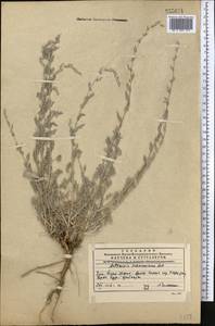Artemisia schrenkiana Ledeb., Middle Asia, Western Tian Shan & Karatau (M3) (Kazakhstan)