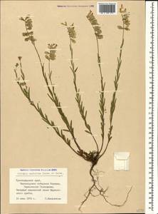 Polygala anatolica Boiss. & Heldr., Caucasus, Black Sea Shore (from Novorossiysk to Adler) (K3) (Russia)