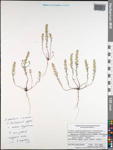 Alyssum turkestanicum Regel & Schmalh. ex Regel, Eastern Europe, Central forest-and-steppe region (E6) (Russia)