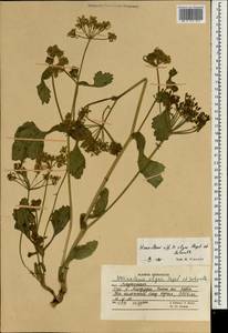 Tetrataenium olgae (Regel & Schmalh.) Manden., South Asia, South Asia (Asia outside ex-Soviet states and Mongolia) (ASIA) (Afghanistan)