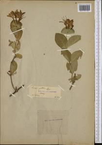 Lonicera caprifolium L., Western Europe (EUR) (France)