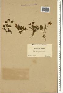 Viola ambigua Waldst. & Kit., Caucasus, Georgia (K4) (Georgia)