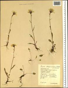 Tephroseris integrifolia subsp. atropurpurea (Ledeb.) B. Nord., Siberia, Central Siberia (S3) (Russia)