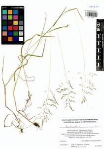 Poa trivialis L., Siberia, Baikal & Transbaikal region (S4) (Russia)