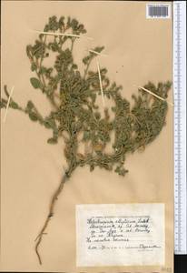 Heliotropium ellipticum Ledeb., Middle Asia, Caspian Ustyurt & Northern Aralia (M8) (Kazakhstan)