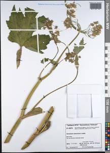 Heracleum dissectum Ledeb., Siberia, Central Siberia (S3) (Russia)