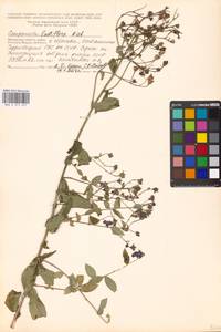 Campanula lactiflora M.Bieb., Eastern Europe, Moscow region (E4a) (Russia)