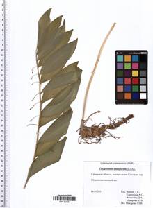 Polygonatum multiflorum (L.) All., Eastern Europe, Middle Volga region (E8) (Russia)