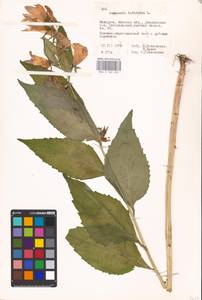 Campanula latifolia L., Eastern Europe, Belarus (E3a) (Belarus)