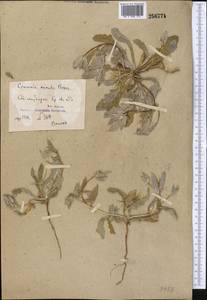 Cousinia prolifera Jaub. & Spach, Middle Asia, Syr-Darian deserts & Kyzylkum (M7) (Uzbekistan)