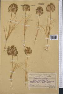 Allium verticillatum Regel, Middle Asia, Western Tian Shan & Karatau (M3) (Kazakhstan)