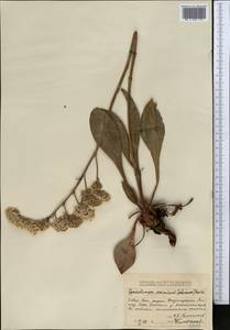 Goniolimon eximium (Schrenk) Boiss., Middle Asia, Dzungarian Alatau & Tarbagatai (M5) (Kazakhstan)