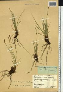 Carex pediformis C.A.Mey., Siberia, Baikal & Transbaikal region (S4) (Russia)