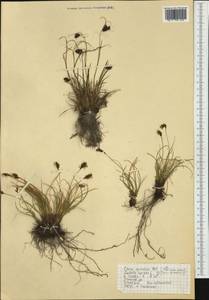 Carex curvula All., Western Europe (EUR) (Austria)