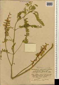 Astragalus falcatus Lam., Caucasus, South Ossetia (K4b) (South Ossetia)