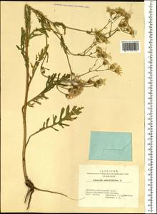 Jacobaea erucifolia subsp. erucifolia, Siberia, Altai & Sayany Mountains (S2) (Russia)