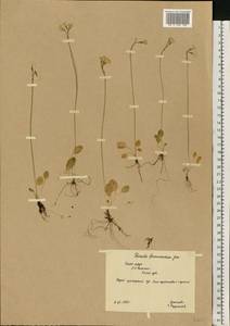 Primula nutans Georgi, Eastern Europe, Northern region (E1) (Russia)