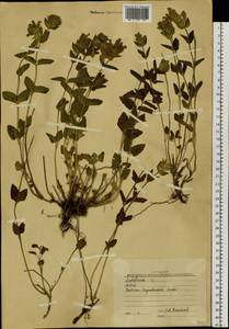 Scutellaria supina L., Siberia, Western (Kazakhstan) Altai Mountains (S2a) (Kazakhstan)