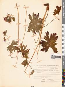 Geranium erianthum DC., Siberia, Chukotka & Kamchatka (S7) (Russia)