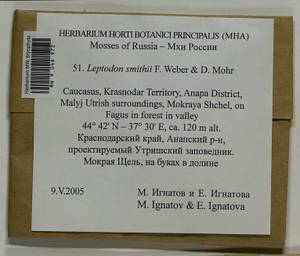 Leptodon smithii (Dicks. ex Hedw.) F. Weber & D. Mohr, Bryophytes, Bryophytes - North Caucasus & Ciscaucasia (B12) (Russia)