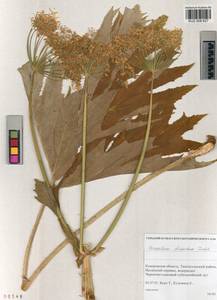 Heracleum dissectum Ledeb., Siberia, Altai & Sayany Mountains (S2) (Russia)